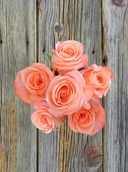 SATISFACTION  CORAL ROSES